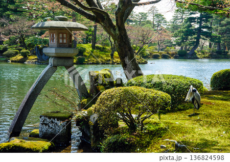 兼六園 徽軫灯籠 兼六園 徽軫灯籠 136824598