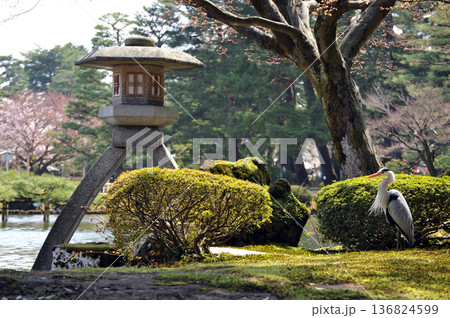 兼六園 徽軫灯籠 兼六園 徽軫灯籠 136824599