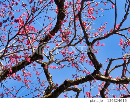 枝に張り出す、赤色のウメの花 枝に張り出す、赤色のウメの花 136824616