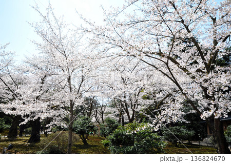 金沢 兼六園の春 金沢 兼六園の春 136824670
