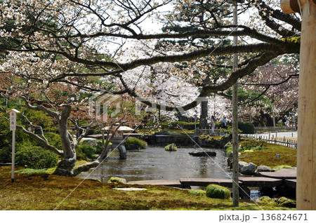 金沢　兼六園の春 136824671