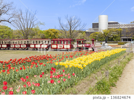 大阪府 万博記念公園のチューリップと森のトレイン 大阪府 万博記念公園のチューリップと森のトレイン 136824674
