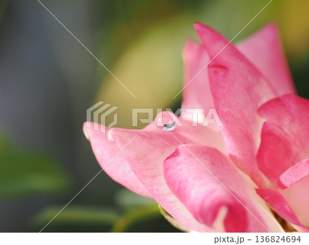 バラの花びらに乗る一粒の美しい水滴とマクロ撮影のボケ味 バラの花びらに乗る一粒の美しい水滴とマクロ撮影のボケ味 136824694