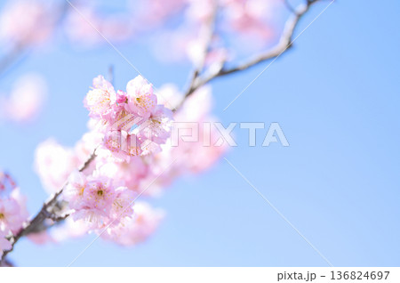 青空に映える桜 136824697