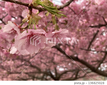 春の陽射しを浴びる河津桜 春の陽射しを浴びる河津桜 136825028