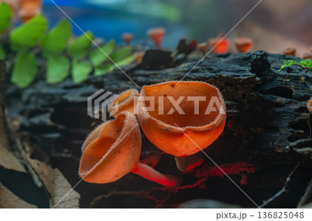Enchanting Red Champagne Mushrooms near a Waterfall Enchanting Red Champagne Mushrooms near a Waterfall 136825048