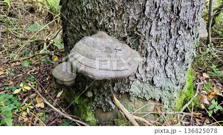 Forest scene with wild mushroom on tree trunk in natural habitat. Polypores, bracket or shelf fungi. Fomes fomentarius tinder fungus, hoof fungus, tinder conk, tinder polypore or ice man fungus Forest scene with wild mushroom on tree trunk in natural habitat. Polypores, bracket or shelf fungi. Fomes fomentarius tinder fungus, hoof fungus, tinder conk, tinder polypore or ice man fungus 136825078