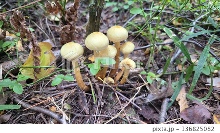 Cluster of yellow mushrooms in forest underbrush for nature and autumn themes. Hypholoma fasciculare 136825082
