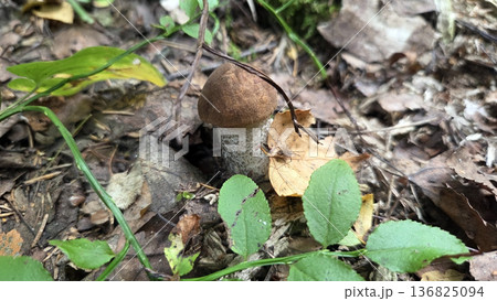 Orange birch bolete mushroom in woodland habitat for nature and educational use. Leccinum vulpinum, foxy bolete. Leccinum versipelle, Boletus testaceoscaber, dark-stalked bolete, orange birch bolete Orange birch bolete mushroom in woodland habitat for nature and educational use. Leccinum vulpinum, foxy bolete. Leccinum versipelle, Boletus testaceoscaber, dark-stalked bolete, orange birch bolete 136825094