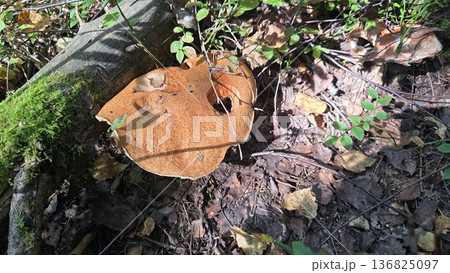 Orange birch bolete mushroom in forest floor habitat - leccinum aurantiacum observation. Leccinum vulpinum, foxy bolete. Leccinum versipelle, Boletus testaceoscaber, dark-stalked bolete Orange birch bolete mushroom in forest floor habitat - leccinum aurantiacum observation. Leccinum vulpinum, foxy bolete. Leccinum versipelle, Boletus testaceoscaber, dark-stalked bolete 136825097