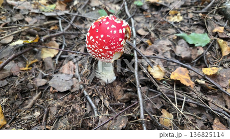 Vibrant amanita muscaria mushroom in natural forest setting. Poisonous or toxic mushroom. Poisonous or toxic mushroom Vibrant amanita muscaria mushroom in natural forest setting. Poisonous or toxic mushroom. Poisonous or toxic mushroom 136825114