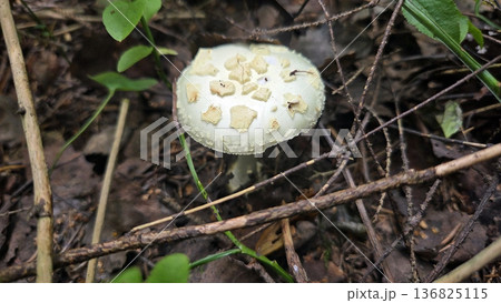 Wild amanita mushroom in forest underbrush captures natural beauty. Poisonous or toxic mushroom 136825115