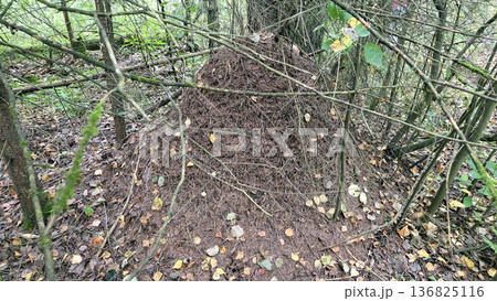 Natural anthill habitat in forest setting with autumn leaves Natural anthill habitat in forest setting with autumn leaves 136825116