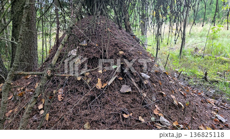 Natural anthill habitat in forest setting for nature study and education 136825118