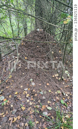 Intricate anthill structure in forest setting with natural surroundings Intricate anthill structure in forest setting with natural surroundings 136825119