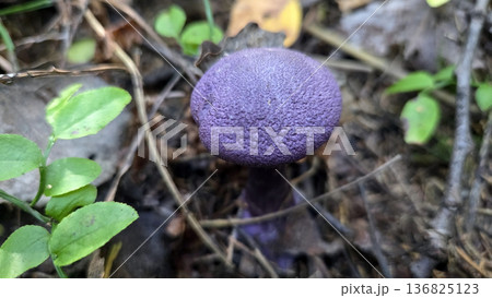 Vibrant purple mushroom cortinarius violaceus in natural forest setting. Violet webcap or violet cort Vibrant purple mushroom cortinarius violaceus in natural forest setting. Violet webcap or violet cort 136825123