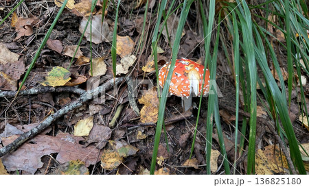 Bright amanita muscaria mushroom in autumn forest floor landscape. Poisonous or toxic mushroom Bright amanita muscaria mushroom in autumn forest floor landscape. Poisonous or toxic mushroom 136825180