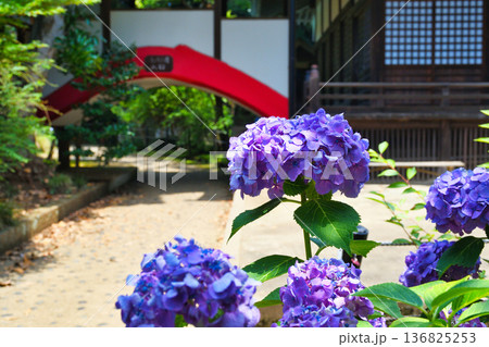 本土寺　美しいあじさい（千葉県松戸市） 136825253