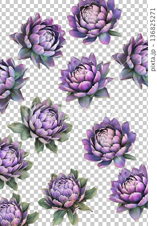 Multiple purple-pink blooming flowers with green leaves isolated on white background, botanical floral pattern concept 136825271