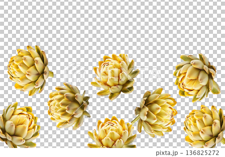 Multiple yellow artichokes arranged in a seamless pattern, isolated on white background, concept of healthy food and design 136825272