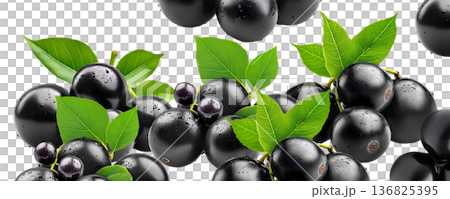 Ripe black nightshade berries with green leaves isolated on white background, concept of natural fruit and herbal medicine Ripe black nightshade berries with green leaves isolated on white background, concept of natural fruit and herbal medicine 136825395
