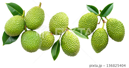 Closeup of exotic green tropical fruits Marang Fruit with bumpy skin and green leaves, isolated on white background 136825404