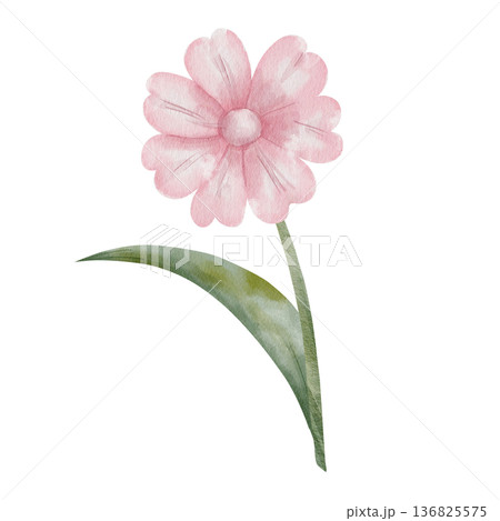 Watercolor illustration of pink daisy on green stem with leaf. Botanical art of flowers, isolated on white background, hand-drawn. For cards, invitations, interiors, and nature-themed projects 136825575