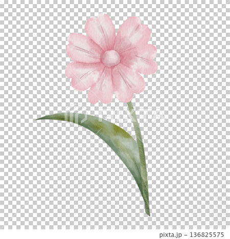 Watercolor illustration of pink daisy on green stem with leaf. Botanical art of flowers, isolated on white background, hand-drawn. For cards, invitations, interiors, and nature-themed projects 136825575