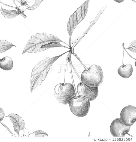 Seamless pattern with detailed pencil art of cherry branches with fruit and leaves on white background, for textile design, vintage packaging, and botanical projects 136825594