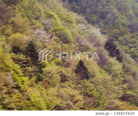 新緑と山桜が彩る春の山 136825629