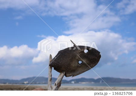 不気味な魚のミイラ 不気味な魚のミイラ 136825706