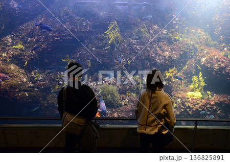 水族館の風景 水族館の風景 136825891