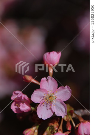 色鮮やかなピンク色に咲く 136825950