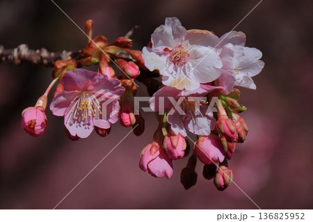 色鮮やかなピンク色に咲く 136825952