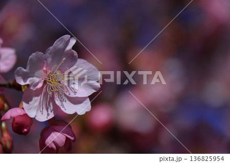 色鮮やかなピンク色に咲く 色鮮やかなピンク色に咲く 136825954