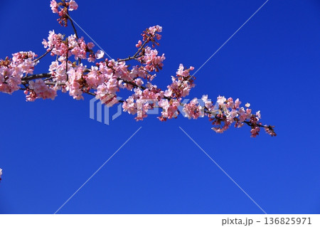 色鮮やかなピンク色に咲く 色鮮やかなピンク色に咲く 136825971