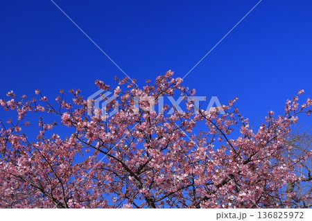 色鮮やかなピンク色に咲く 色鮮やかなピンク色に咲く 136825972