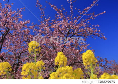 色鮮やかなピンク色に咲く 色鮮やかなピンク色に咲く 136825973