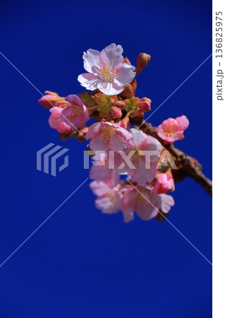 色鮮やかなピンク色に咲く 136825975