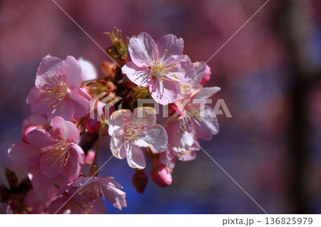 色鮮やかなピンク色に咲く 136825979
