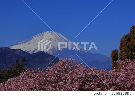 色鮮やかなピンク色に咲く 色鮮やかなピンク色に咲く 136825999