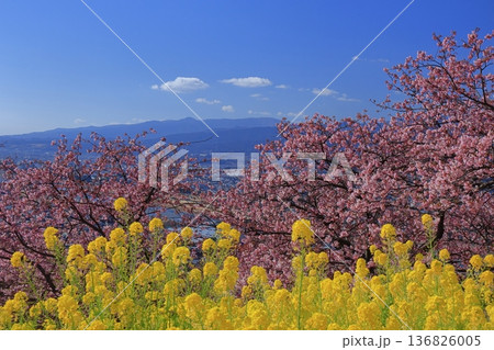 色鮮やかなピンク色に咲く 136826005