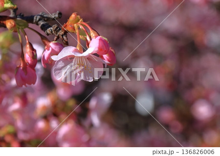 色鮮やかなピンク色に咲く 136826006