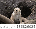 オグロプレーリードッグ 136826025