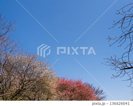 早春の青空と梅林の風景　コピースペースあり 136826041