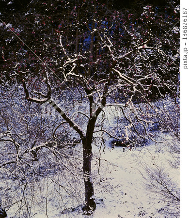 雪積もる柿の木 雪積もる柿の木 136826187
