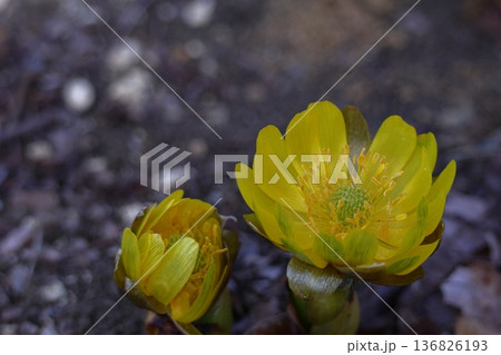 幸福を招く花 136826193