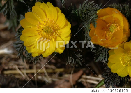 幸福を招く花 136826196