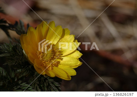 幸福を招く花 幸福を招く花 136826197