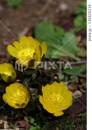 幸福を招く花 136826216